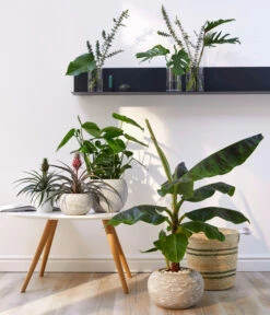 Banane 'Dwarf Cavendish' -Dehner 20180423 WE MO 002 AnanasMusaGC11