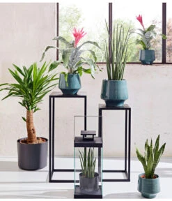 Bogenhanf - Sansevieria Cylindrica 'Mikado' -Dehner 20180515 PR MO 001 AechmeaSansevieriaBL15