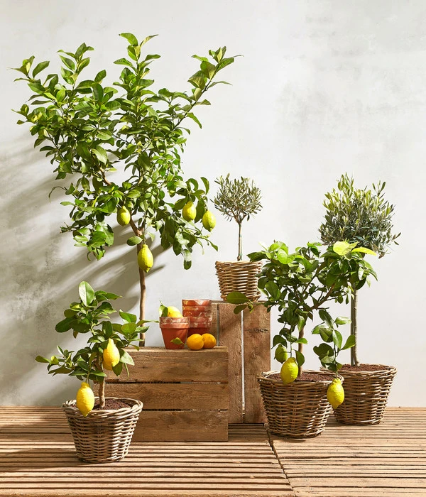 XXL Zitrone, Ca. 155-165 Cm 4 XXL Zitrone, Ca. 155-165 Cm – Bild 2