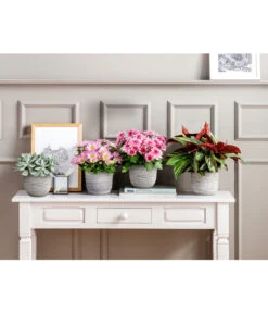 Kreuzkraut - Senecio Cephalophorus -Dehner 20181002 PR MO 001 Chrysanthemen BL18