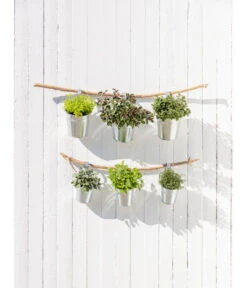 Dehner Gourmet Garten Strauchbasilikum 'Magic Blue' -Dehner 20181011 PR MO 003 Kraeuter 04