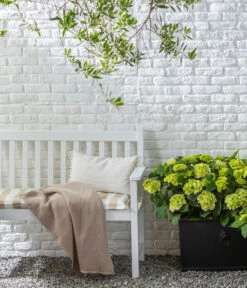 Rispen-Hortensie 'Little Lime®' -Dehner 20200610 77224686 WE MO 002 Hortensie 2021 GC09 01