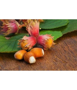 Dehner Haselnuss 'Rote Zellernuss' -Dehner 20200701 PR MO RoteZellernuss 32927418 123rf