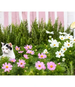 Schmuckkörbchen, Verschiedene Farben -Dehner 20200716 8811192 WE MO 001 CosmosBipinnatusCosmea 2021 GC13