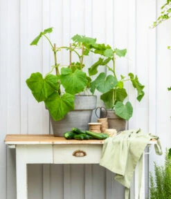 Mini Schlangengurke -Dehner 20200717 8842643 WE MO 002 CucurbitaePepoZucchiniGruen 2021 GC13 01