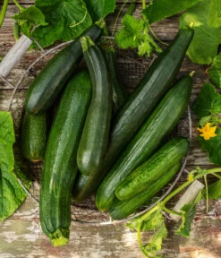 Mini Schlangengurke -Dehner 20200722 8830747 8831000 WE MO 001 GurkeEtikett