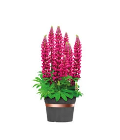 Dehner Bio Schneckenband Kupfer, 5 M 8 Dehner Bio Schneckenband Kupfer, 5 M -Dehner 2536555 WE FS 002 DehnerSchneckenbandKupfer