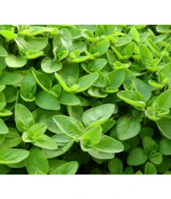 Dehner Gourmet Garten Majoran, Einjährig -Dehner 2782134 WE DE 001 GourmetGartenMajoranEchterMiranT12Pixabay