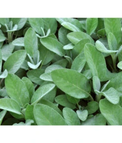 Dehner Gourmet Garten Salbei -Dehner 2782373 BildD 001 GourmetGartenSilbersalbeiCulinariaGgSalbeiCulinaria