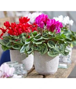 Dehner Beton-Übertopf Jimmy, Rund, Hellgrau -Dehner 2791507 PR MO 001 TopfJimmyGrauUveSauer