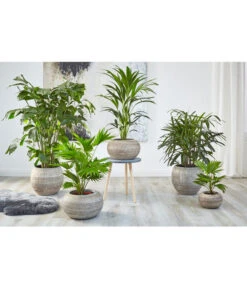 Fischschwanzpalme - Caryota Mitis 7 Fischschwanzpalme - Caryota Mitis -Dehner 4023768 PR MO 001 TopfNewLookPalmen