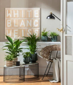 Air So Pure® Einblatt - Spathiphyllum Wallisii 'Bingo' -Dehner 4099883 PR MO 001 TopfElsaPetrolKorbPapette