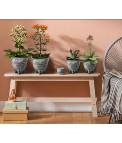 Kalanchoe - Kalanchoe Humilis 'Desert Surprise' -Dehner 4118931 8238719 WE MO 001 TopfKalanchoeAnthrazit