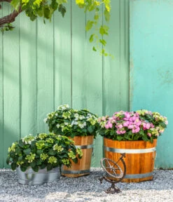 Teller-Hortensie, Ca. 15-25 Cm 8 Teller-Hortensie, Ca. 15-25 Cm -Dehner 4214573 7223423 7223464 7223431 7223449 WE MO 001 GusseisenSonnenuhr