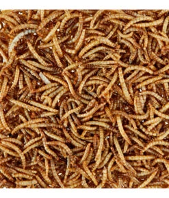 Dehner Natura Wildvogelsnack Getrocknete Mehlwürmer -Dehner 425595 WE D 001 NaturaGetrockneteMehlwuermer80g