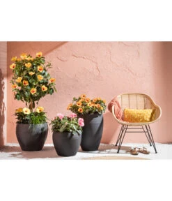 Zimmerhibiskus - Hibiscus Rosa-sinensis, Stämmchen, Verschiedene Sorten 17 Zimmerhibiskus - Hibiscus Rosa-sinensis, Stämmchen, Verschiedene Sorten -Dehner 4319398 PR MO 001 KunststoffTopfSchwarz