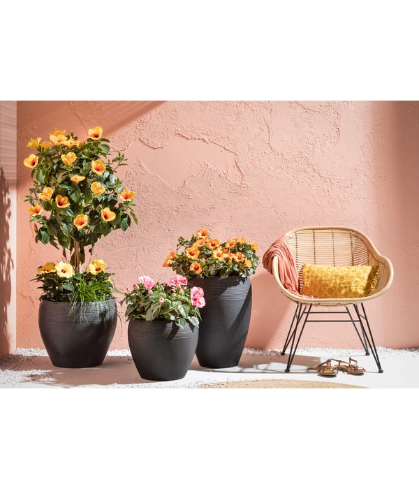 Zimmerhibiskus - Hibiscus Rosa-sinensis, Stämmchen, Verschiedene Sorten 8 Zimmerhibiskus - Hibiscus Rosa-sinensis, Stämmchen, Verschiedene Sorten – Bild 6