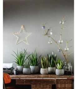 Bogenhanf - Sansevieria 'Friends' 5 Bogenhanf - Sansevieria 'Friends' -Dehner 4432845 PR MO 002 TopfSannaSchwarzGold 4432811 4432852 4432647 4432589 4432803