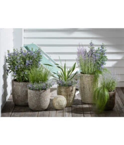 Blauraute 'Blue Spire' 12 Blauraute 'Blue Spire' -Dehner 4435640 PR MO 003 KeramikTopfBungxe