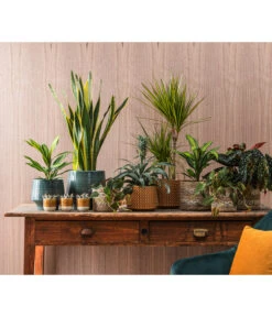 Dehner Keramik-Jardiniere Thies, Oval, Gelb, Ca. B26/H25/T12 Cm -Dehner 4440152 WE MO 001 TopfElsaKorbPapetteTopfThies 409883