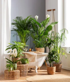 Dehner Seegras-Korb Igmar, Konisch 11 Dehner Seegras-Korb Igmar, Konisch -Dehner 4440343 4439022 4438990 WE MO 002 IgmarBraun