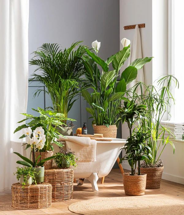 Dehner Seegras-Korb Igmar, Konisch 5 Dehner Seegras-Korb Igmar, Konisch – Bild 3