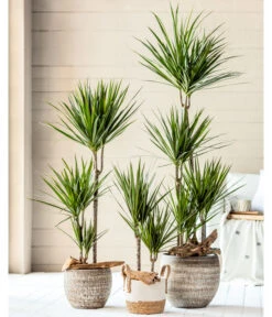 Dehner Seegras-Korb Ida, Rund 8 Dehner Seegras-Korb Ida, Rund -Dehner 4452520 8221749 8510695 8221368 WE MO 001 DracaenaTopfLanaBraunKorbIda2021GC02