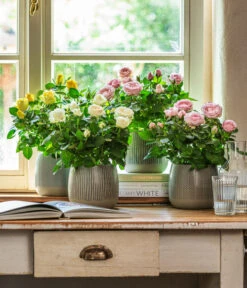 Dehner Übertopf-Set Pink Beauties, 2-teilig -Dehner 4461091 WE MO 001 TopfIdaGrau