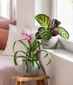 Dehner Übertopf-Set Pink Beauties, 2-teilig -Dehner 4495172 8745259 WE MO 001 PinkBeauties PflanzenSetOnlineHer