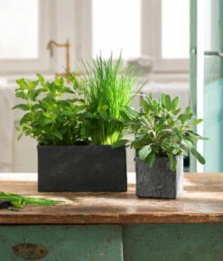 Dehner Zement-Jardiniere Slate, Rechteckig, Grau -Dehner 5056221 3824307 3824299 WE MO 002 JardiniereSlateGrau