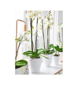 Dehner Keramik-Übertopf Stone, Konisch, Weiß, Ca. Ø14 Cm -Dehner 5266416 5163936 5356142 PR MO 001 KeramikOrchideentopfWeiss