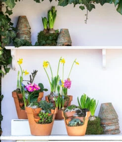 Hauswurz-Arrangement Terra Garten, In Terrakotta-Topf -Dehner 6023345 WE MO 001 TerraGartenSempervivum