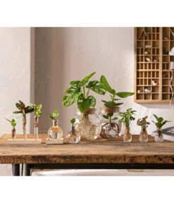 Waterplant Balsamapfel Im Kugelglas - Clusia Rosea 'Princess', Mit LED -Dehner 6125066 WE MO 001 WaterPlants 1