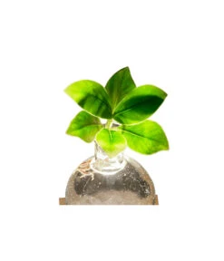 Waterplant Balsamapfel Im Kugelglas - Clusia Rosea 'Princess', Mit LED -Dehner 6125074 WE DE 001 WaterPlantlusia7cmmitLicht