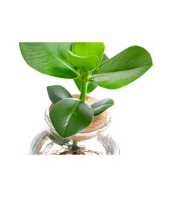 Waterplant Balsamapfel Im Kugelglas - Clusia Rosea 'Princess', Ca. 30 Cm 9 Waterplant Balsamapfel Im Kugelglas - Clusia Rosea 'Princess', Ca. 30 Cm -Dehner 6125082 WE DE 001 WaterPlantsClusia12cm