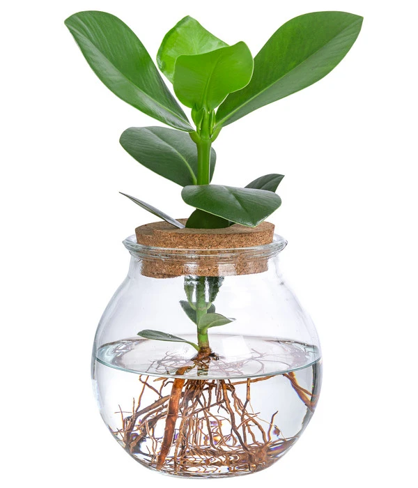 Waterplant Balsamapfel Im Kugelglas - Clusia Rosea 'Princess', Ca. 30 Cm 3 Waterplant Balsamapfel Im Kugelglas - Clusia Rosea 'Princess', Ca. 30 Cm