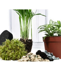 Flaschengarten DIY-Set Kleiner Regenwald, 7-teilig, Ca. Ø16/H27 Cm 8 Flaschengarten DIY-Set Kleiner Regenwald, 7-teilig, Ca. Ø16/H27 Cm -Dehner 6188460 WE DE 001 FlaschengartenMittel