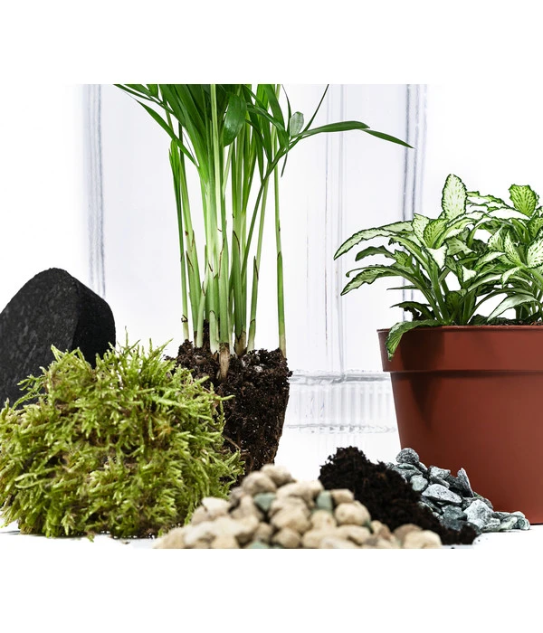 Flaschengarten DIY-Set Kleiner Regenwald, 7-teilig, Ca. Ø16/H27 Cm 5 Flaschengarten DIY-Set Kleiner Regenwald, 7-teilig, Ca. Ø16/H27 Cm – Bild 3