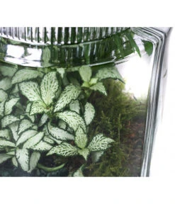 Flaschengarten DIY-Set Kleiner Regenwald, 7-teilig, Ca. Ø16/H27 Cm 9 Flaschengarten DIY-Set Kleiner Regenwald, 7-teilig, Ca. Ø16/H27 Cm -Dehner 6188460 WE DE 002 FlaschengartenMittel