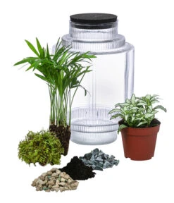 Flaschengarten DIY-Set Kleiner Regenwald, 7-teilig, Ca. Ø16/H27 Cm 7 Flaschengarten DIY-Set Kleiner Regenwald, 7-teilig, Ca. Ø16/H27 Cm -Dehner 6188460 WE FS 001 FlaschengartenMittel