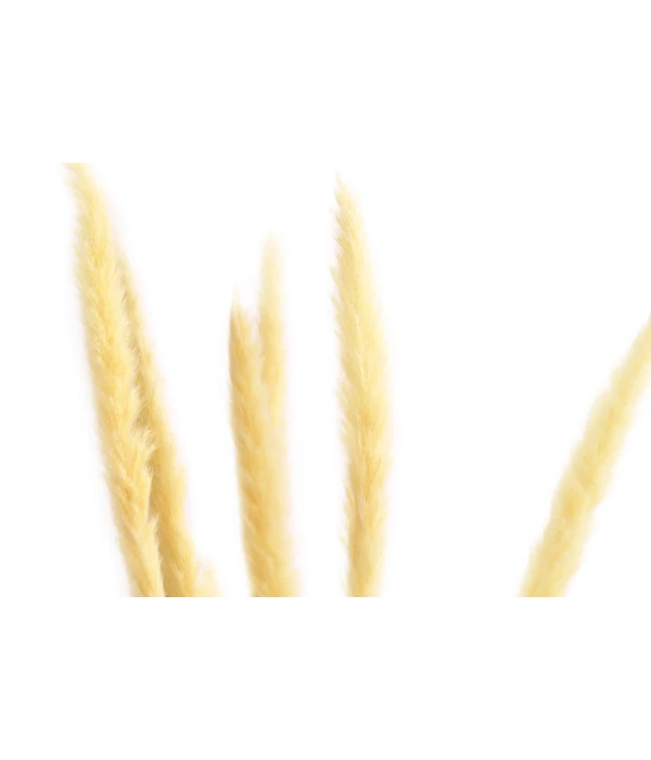 Trockenblumenbund Pampasgras 4 Trockenblumenbund Pampasgras – Bild 2