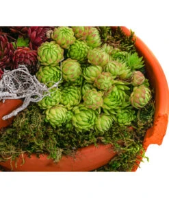 Hauswurz-Arrangement Terra Garten, In Terrakotta-Topf -Dehner 6441240 WE DE 001 Terra Garten19cmSemp