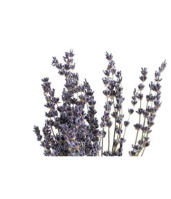 Trockenblumenbund Lavendel 7 Trockenblumenbund Lavendel -Dehner 6491682 PR DE 001 LavendeltiefblauBund DehnerExpressHerzig