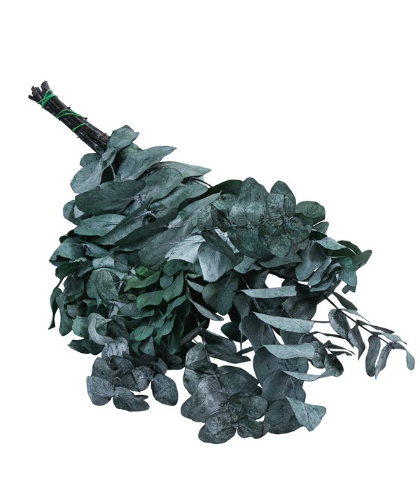 Trockenblumenbund Eukalyptus, Dunkelgrün 3 Trockenblumenbund Eukalyptus, Dunkelgrün