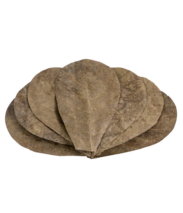 Dehner Aqua Catappa-Blätter, 10 Stk. 3 Dehner Aqua Catappa-Blätter, 10 Stk.