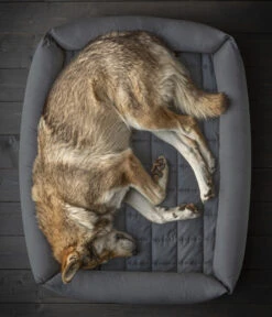 Dehner Wild Nature Hundebett Nest 7 Dehner Wild Nature Hundebett Nest -Dehner 6693964 6693972 WE MO 002 DehnerWildNatureHundebettenNest