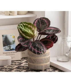 Dehner Beton-Übertopf Nola, Rund, Grau-kupfer 12 Dehner Beton-Übertopf Nola, Rund, Grau-kupfer -Dehner 6732499 WE MO 004 TopfNolaGold