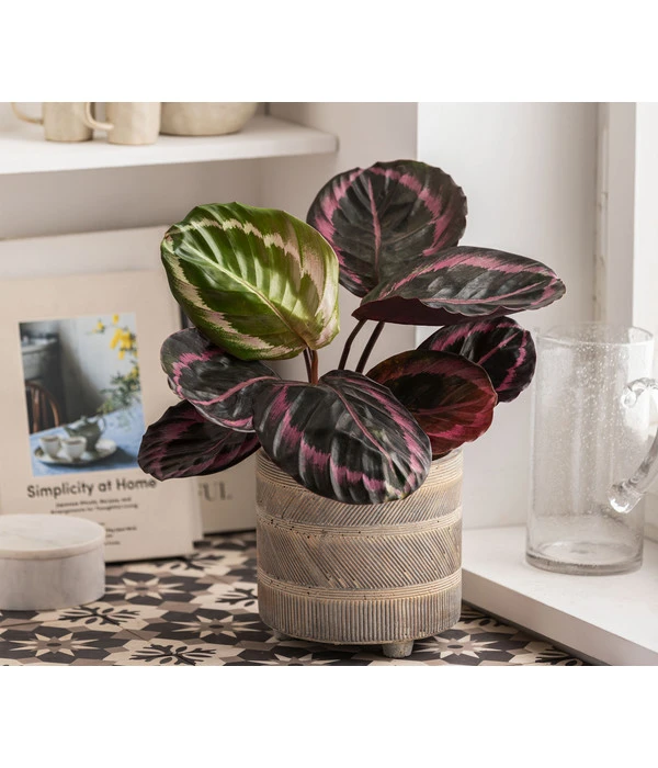 Dehner Beton-Übertopf Nola, Rund, Grau-kupfer 7 Dehner Beton-Übertopf Nola, Rund, Grau-kupfer – Bild 5