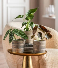 Dehner Beton-Übertopf Nola, Rund, Grau-kupfer 10 Dehner Beton-Übertopf Nola, Rund, Grau-kupfer -Dehner 6732515 WE MO 001 GlamourPaketNola