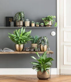 Dehner Metall-Übertopf Kody, Bauchig, Gold -Dehner 6732952 WE MO 001 TopfNolaKodyGoldMathea 4450722